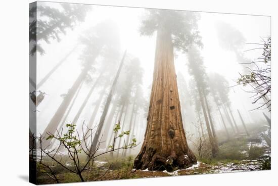 Looking Up From The Base Of A Large Sequoia Tree In Sequoia National Park, California-Michael Hanson-Stretched Canvas