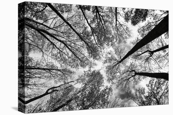 Looking Up I BW-Aledanda-Stretched Canvas