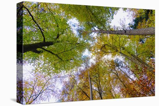 Looking up trees in autumn, Baden-Wurttemberg, Germany-Panoramic Images-Premier Image Canvas