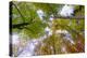 Looking up trees in autumn, Baden-Wurttemberg, Germany-Panoramic Images-Premier Image Canvas