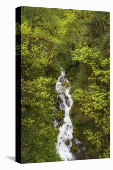 Lookout Creek North Cascades. Mount Baker Snoqualmie National Forest, Washington State.-Alan Majchrowicz-Premier Image Canvas