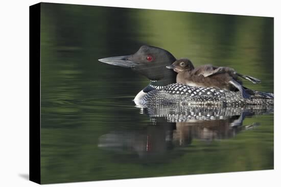 Loon and Chick-Lantern Press-Stretched Canvas