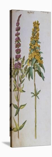 Loosestrife, Lythrum Salicaria and Lysi Machia Punctata. from 'Camerarius Florilegium'-Joachim Camerarius-Premier Image Canvas