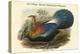 Lophophorus L'Huysi - De L'Huys' Monal Himalayan Pheasant-John Gould-Stretched Canvas