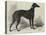 Lord Lurgan's Greyhound, Master M'Grath-Samuel John Carter-Premier Image Canvas