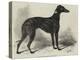 Lord Lurgan's Greyhound, Master M'Grath-Samuel John Carter-Premier Image Canvas