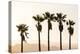 Los Angeles, California, USA: Five Palm Tress In A Row During The Golden Hour Just Before Sunset-Axel Brunst-Premier Image Canvas