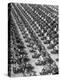 Los Angeles Has World's Biggest Motorcycle Police Force, Here Lining Up For Review-Loomis Dean-Premier Image Canvas