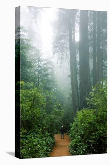 Lost in the Trees, Redwood National Park, California Coast-Vincent James-Premier Image Canvas