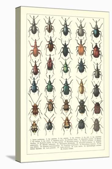 Lots of Beetles-null-Stretched Canvas