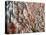 Lots of Different Mediterranean Fish-Joerg Lehmann-Premier Image Canvas