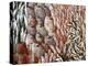 Lots of Different Mediterranean Fish-Joerg Lehmann-Premier Image Canvas