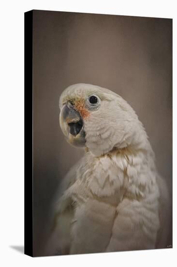 Lots to Say Cockatoo-Jai Johnson-Premier Image Canvas