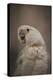 Lots to Say Cockatoo-Jai Johnson-Premier Image Canvas