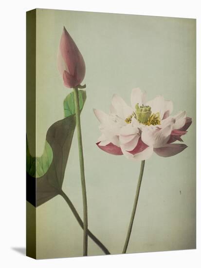 Lotus, 1896-Kazumasa Ogawa-Premier Image Canvas