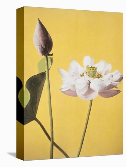 Lotus, 19th Century-Ogawa Kazuma-Premier Image Canvas