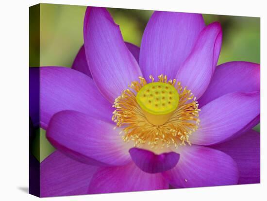 Lotus Bloom in the Summer, North Carolina, Usa-Joanne Wells-Premier Image Canvas