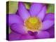 Lotus Bloom in the Summer, North Carolina, Usa-Joanne Wells-Premier Image Canvas