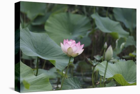 Lotus Blossoms, Fascinating Water Plants in the Garden Pond-Petra Daisenberger-Premier Image Canvas