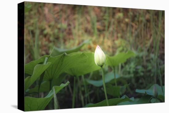 Lotus Blossoms, Fascinating Water Plants in the Garden Pond-Petra Daisenberger-Premier Image Canvas