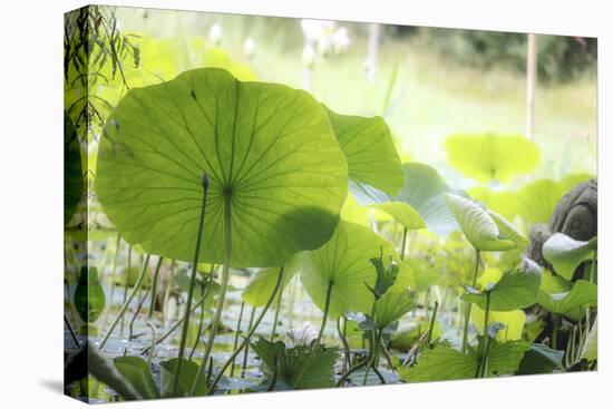 Lotus Blossoms, Fascinating Water Plants in the Garden Pond-Petra Daisenberger-Premier Image Canvas