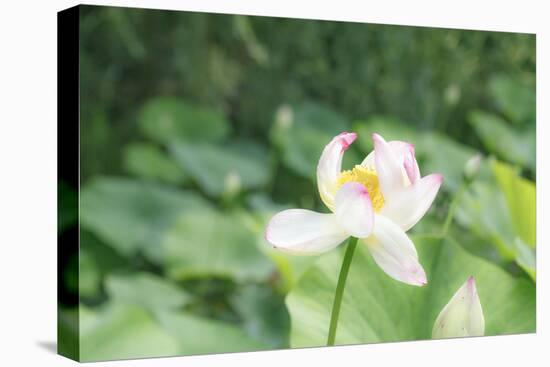 Lotus Blossoms, Fascinating Water Plants in the Garden Pond-Petra Daisenberger-Premier Image Canvas