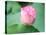 Lotus Flower and Lotus Flower Plants-Wu Kailiang-Premier Image Canvas