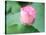 Lotus Flower and Lotus Flower Plants-Wu Kailiang-Premier Image Canvas