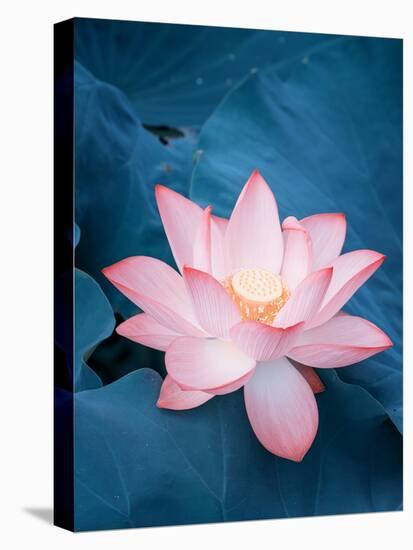 Lotus Flower and Lotus Flower Plants-kenny001-Premier Image Canvas