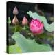 Lotus Flower and Lotus Flower Plants-Wu Kailiang-Stretched Canvas