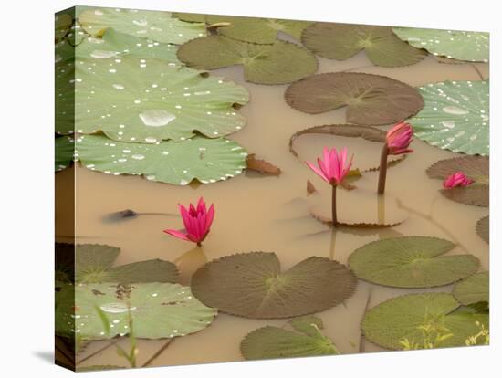 Lotus Flower, Ayuthaya, Thailand-Gavriel Jecan-Premier Image Canvas