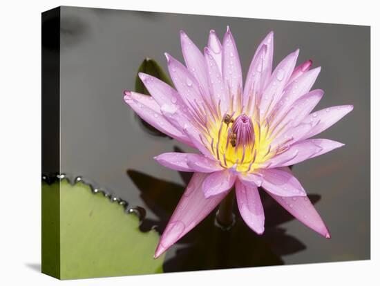 Lotus Flower, Balata Garden, Martinique, French Overseas Department, Windward Islands-null-Premier Image Canvas