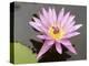 Lotus Flower, Balata Garden, Martinique, French Overseas Department, Windward Islands-null-Premier Image Canvas