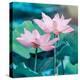 Lotus Flower Blooming in Summer Pond with Green Leaves as Background-kenny001-Stretched Canvas