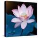 Lotus Flower Blooming on Pond-Wu Kailiang-Premier Image Canvas