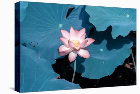 Lotus Flower Blooming on Pond-Wu Kailiang-Premier Image Canvas