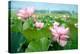 Lotus Flower Blossom-videowokart-Stretched Canvas