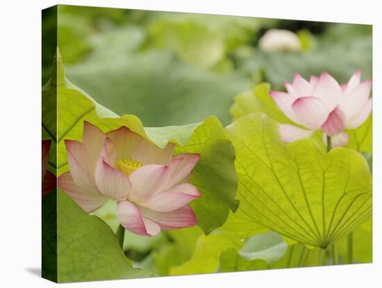 Lotus flower, China-Adam Jones-Premier Image Canvas