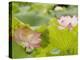 Lotus flower, China-Adam Jones-Premier Image Canvas