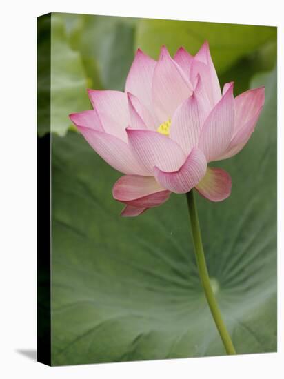 Lotus flower, China-Adam Jones-Premier Image Canvas