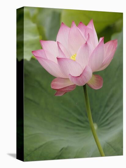 Lotus flower, China-Adam Jones-Premier Image Canvas