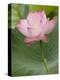 Lotus flower, China-Adam Jones-Premier Image Canvas