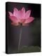 Lotus Flower in Bloom, Cambodia-Russell Young-Premier Image Canvas