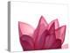 Lotus Flower in Full Bloom-Michele Molinari-Premier Image Canvas