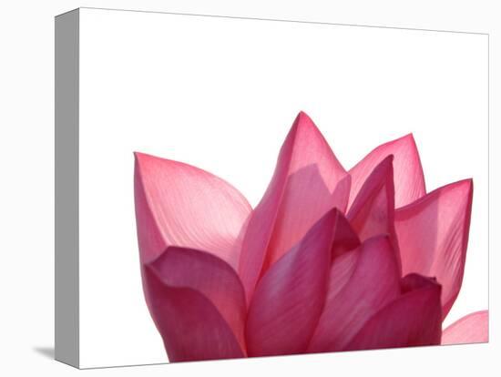 Lotus Flower in Full Bloom-Michele Molinari-Premier Image Canvas