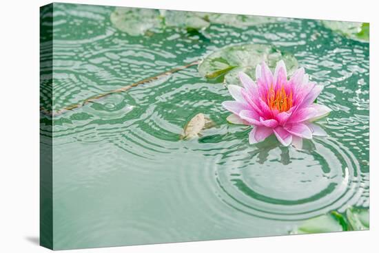 Lotus Flower in Pond Rain Drop-null-Stretched Canvas