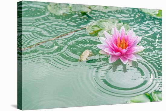 Lotus Flower in Pond Rain Drop-null-Stretched Canvas