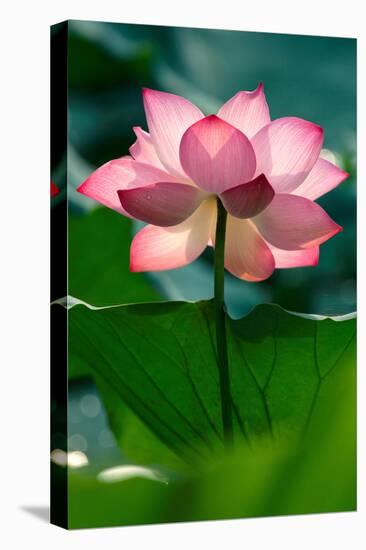 Lotus Flower in the Field-Hoang Nhiem-Premier Image Canvas