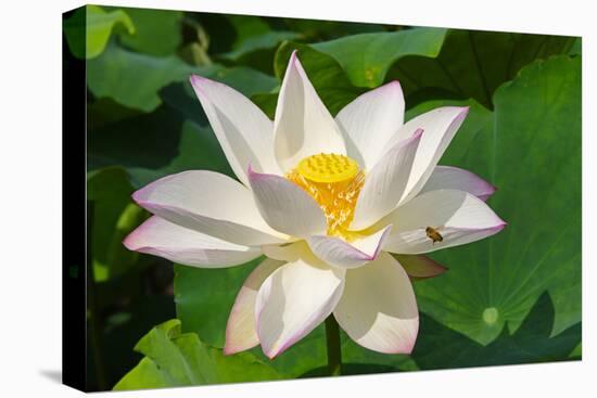 Lotus flower, Kyoto, Japan-Keren Su-Premier Image Canvas