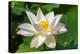 Lotus flower, Kyoto, Japan-Keren Su-Premier Image Canvas